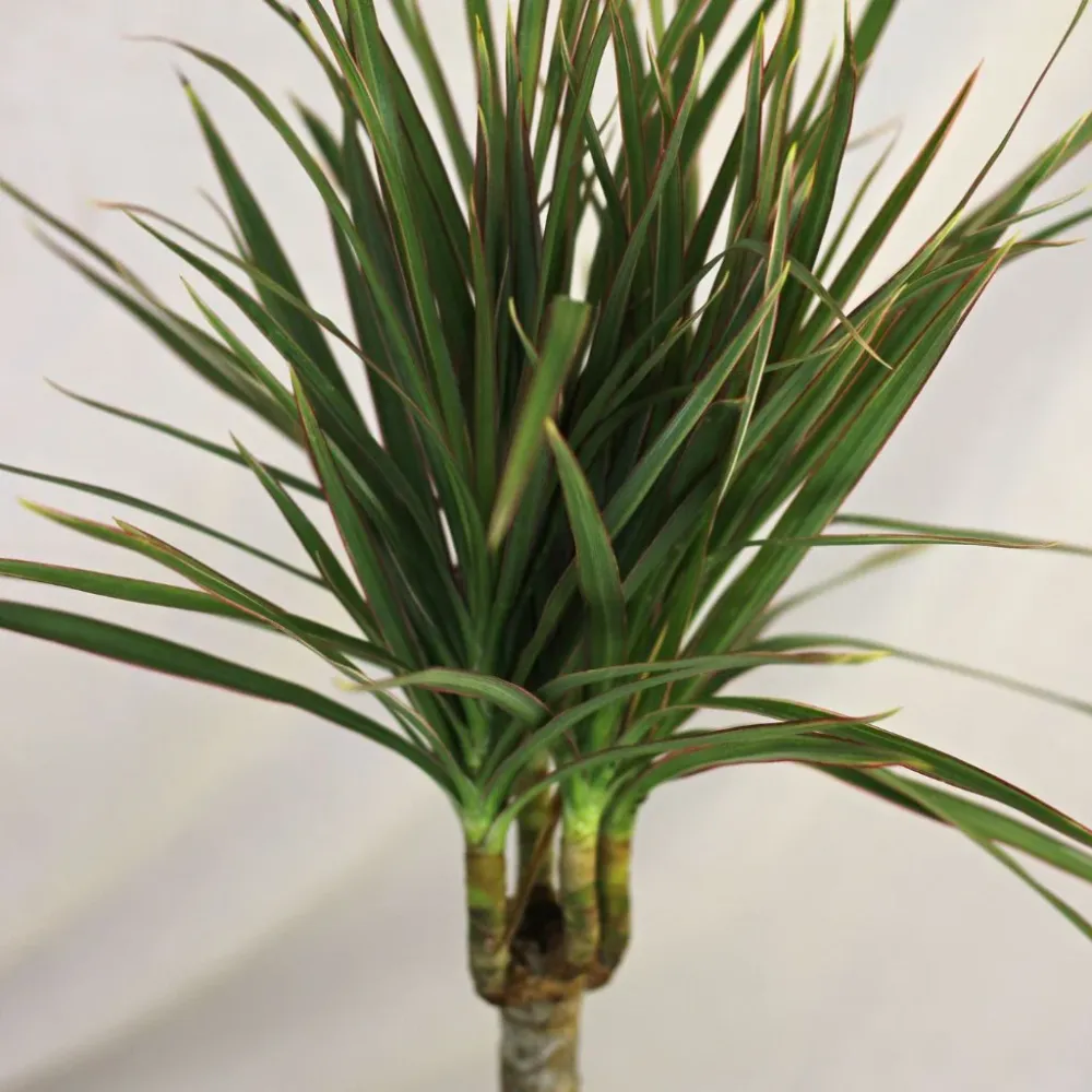 Dracaena Tiny Tummy "M"